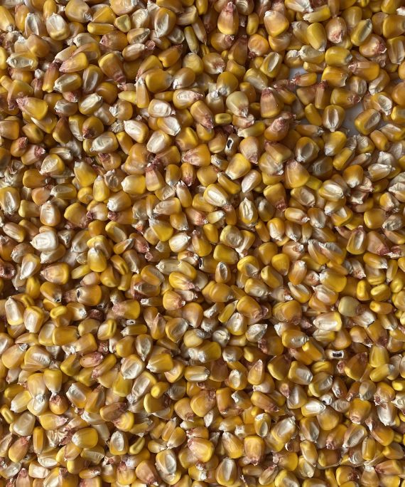 Field Corn Varieties Green Haven