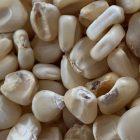 Hickory King White Corn Seed