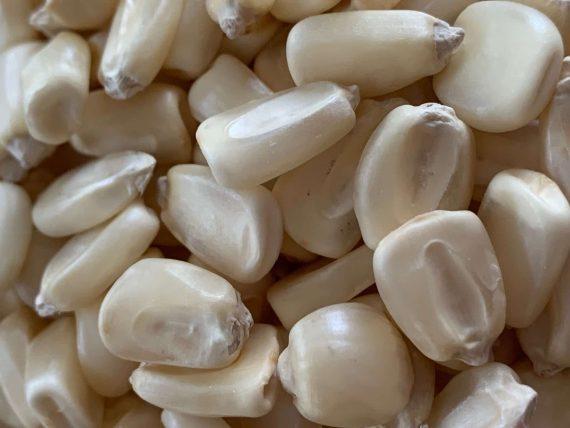 Moseby's White Prolific Corn Seed