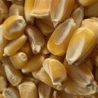 Truckers Favorite Yellow Corn Seed