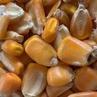 Yellow Jarvis Corn Seed