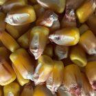 Minnesota 13 Conventional (86 Day) untreated - 48 Pounds