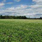 Buckwheat untreated - 48 Pounds
