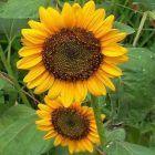 Dwarf Sunflower