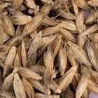 Einkorn Wheat - 40 Pounds