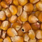 VK Early Organic (75 Day) untreated - 48 Pounds